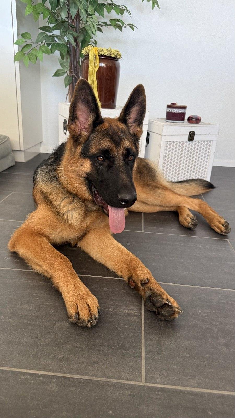 Rex, unser Trauerbegleiter auf vier Pfoten, im Geschäft